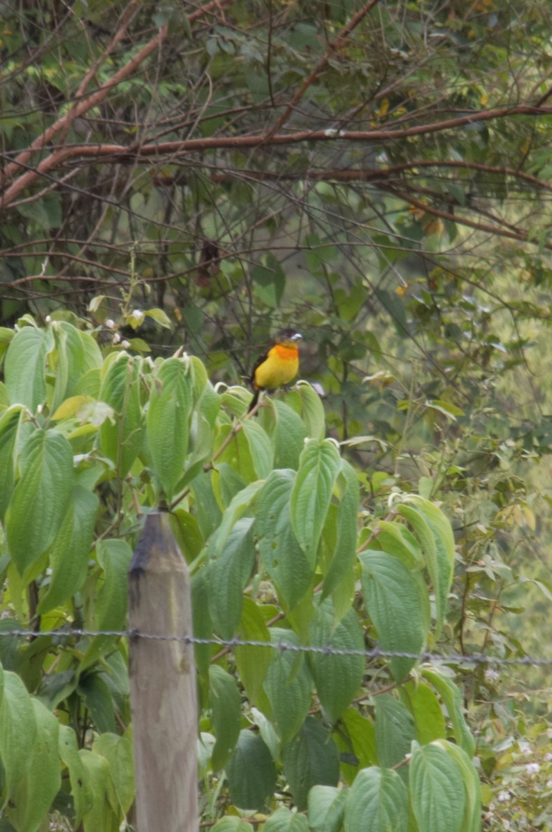 Flame-rumped Tanager - ML393373281