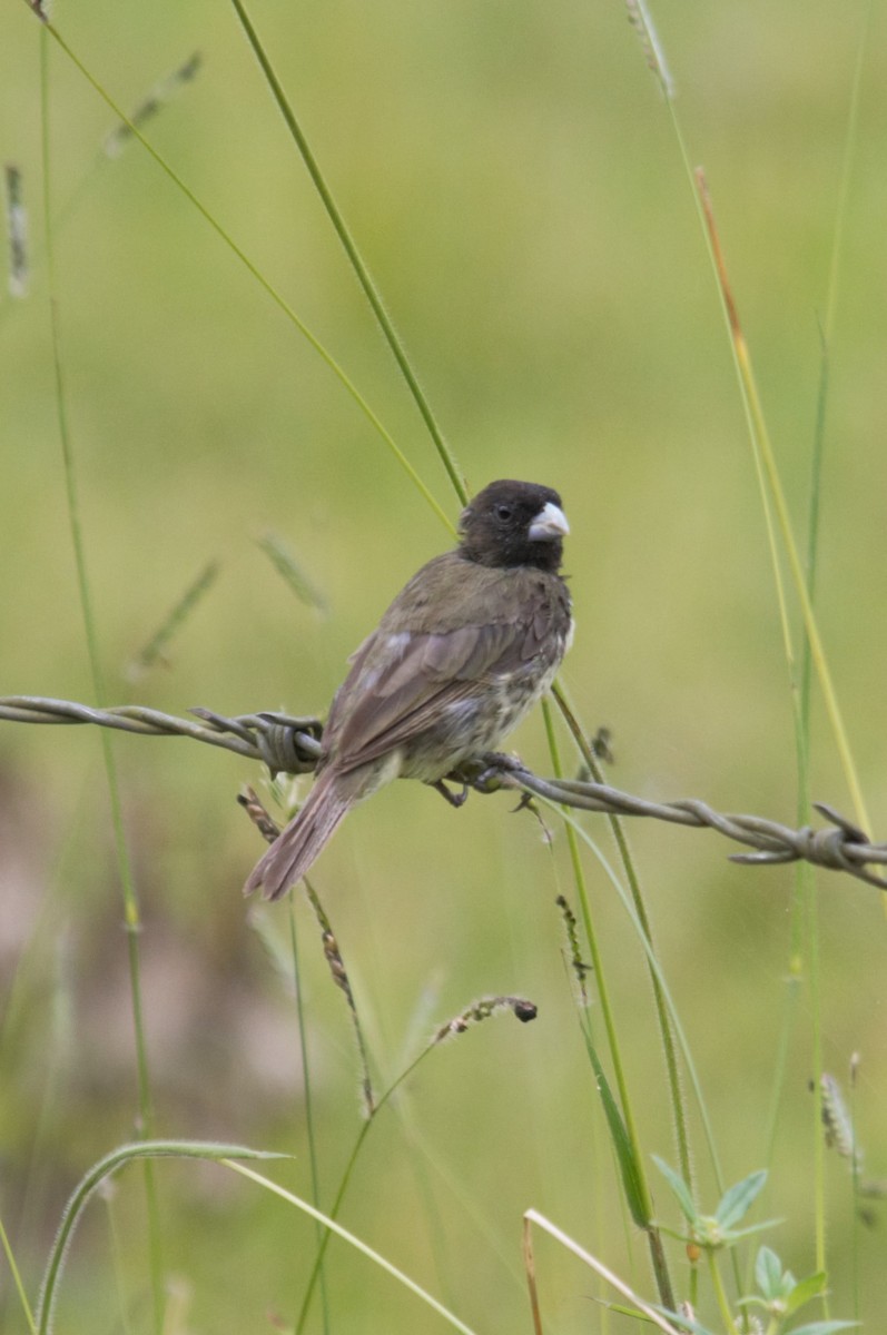 Yellow-bellied Seedeater - ML393373561