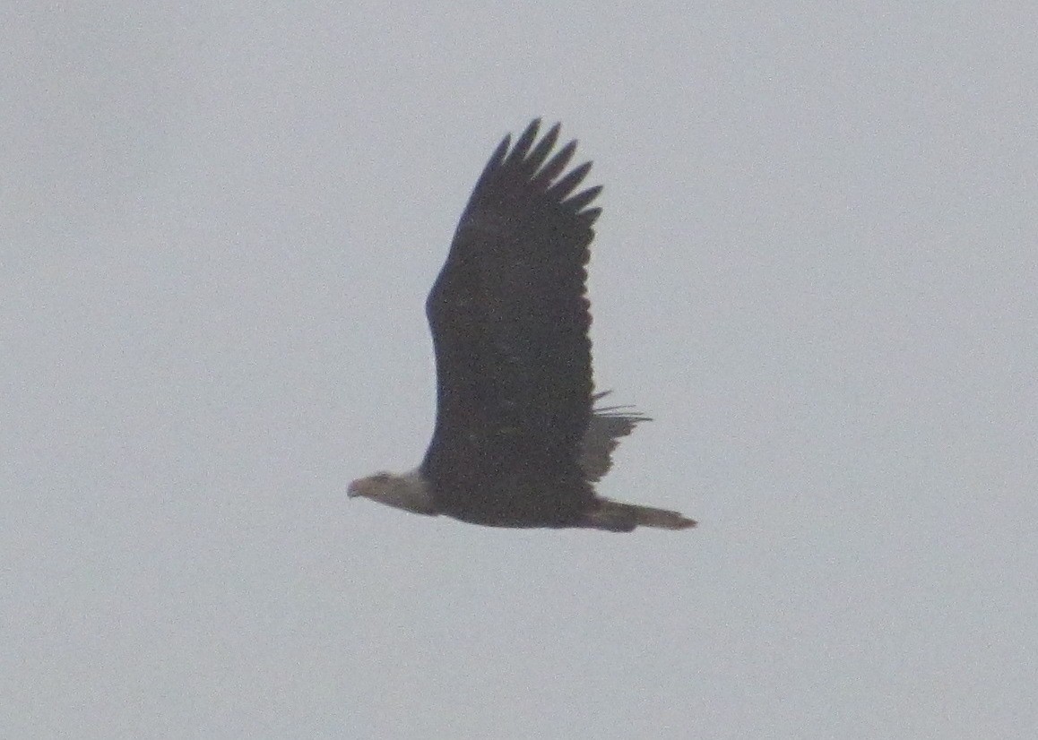 Bald Eagle - ML393373811