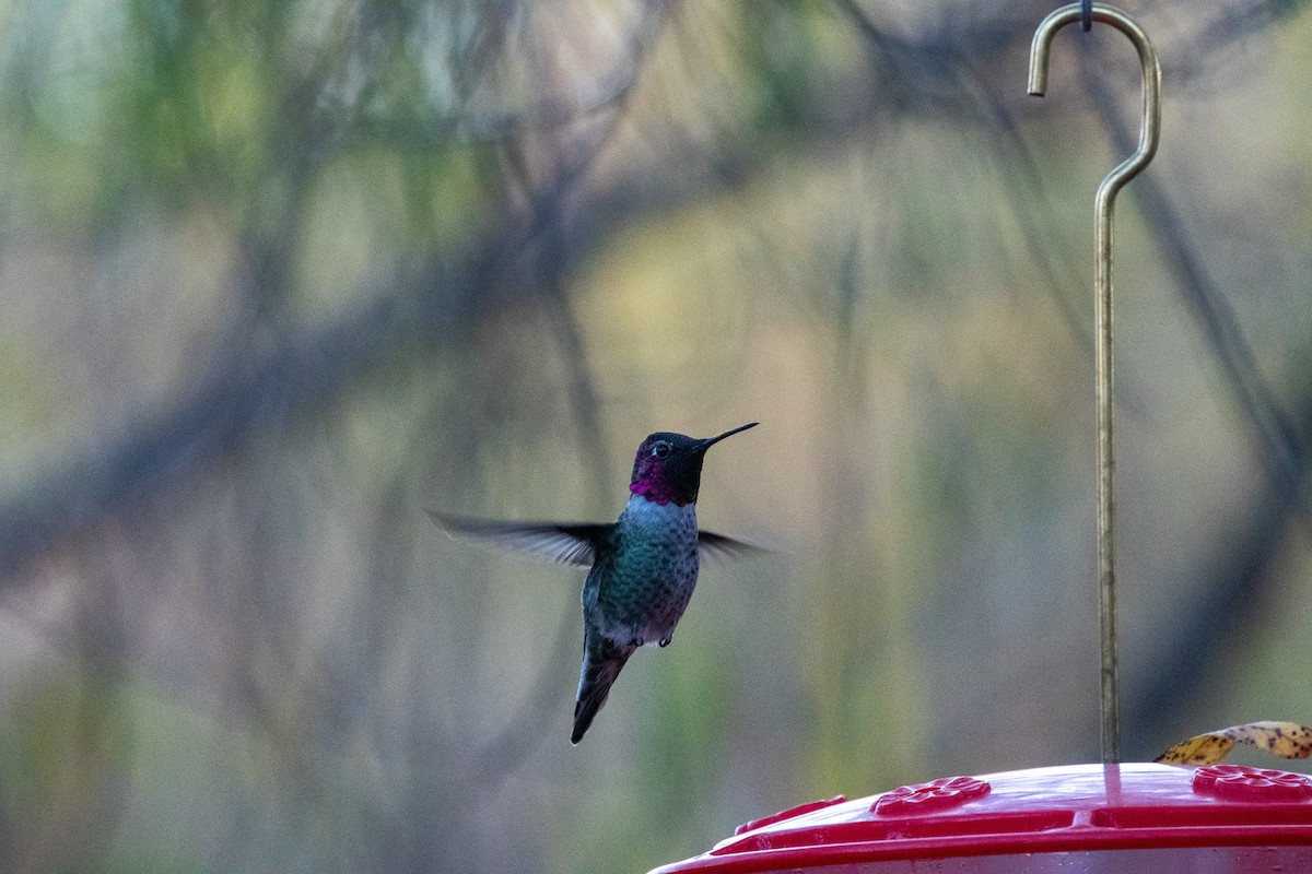 Anna's Hummingbird - ML393374671