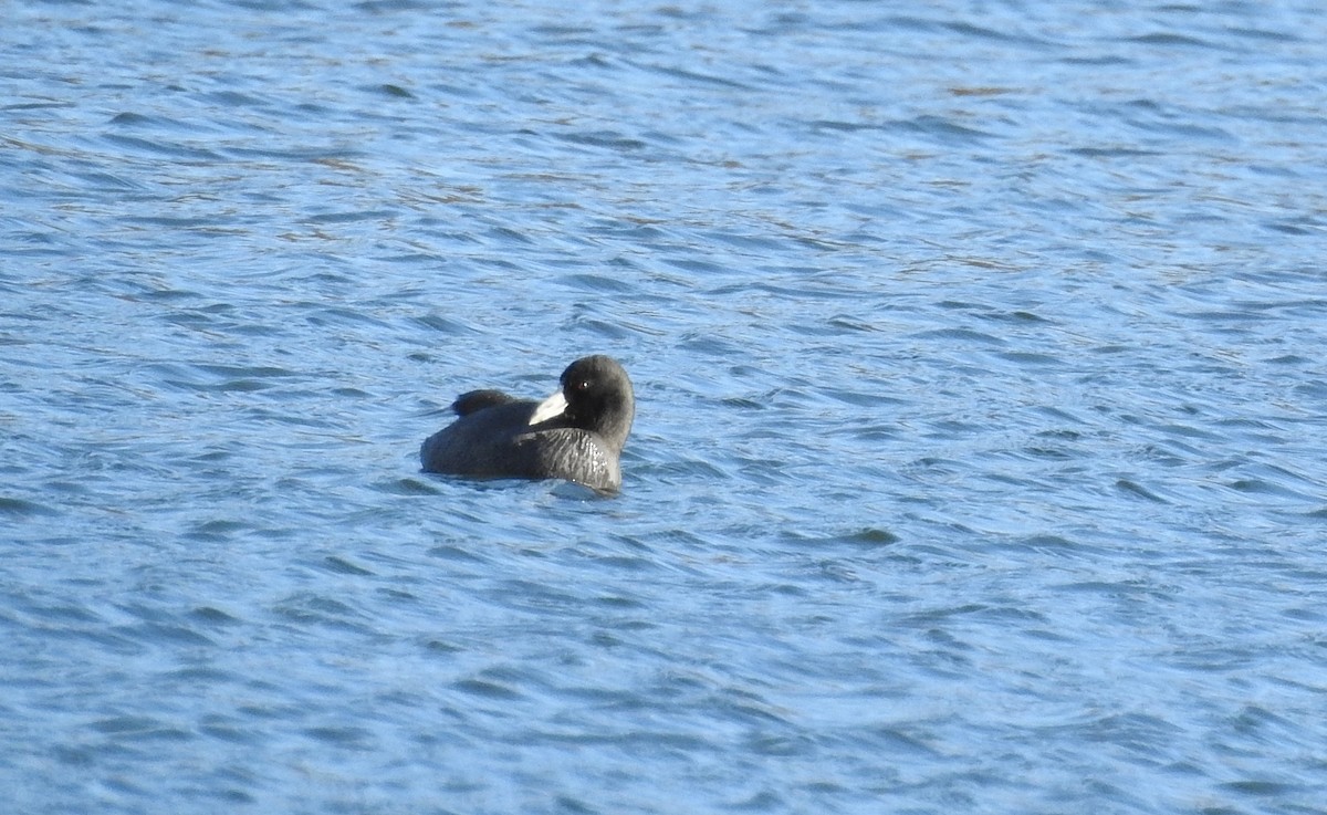 American Coot - ML393375051