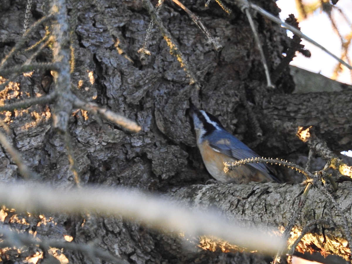 Red-breasted Nuthatch - ML393375261