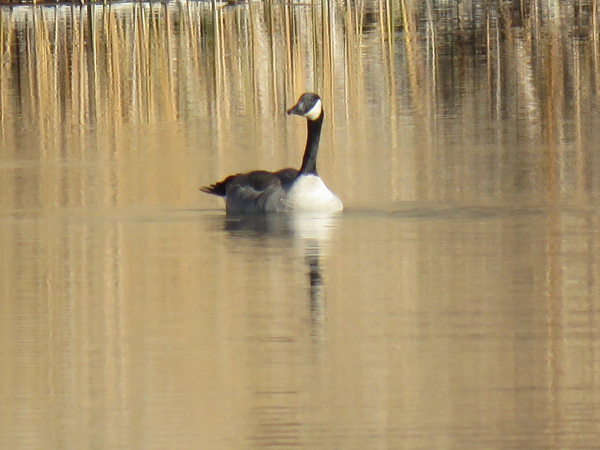 Canada Goose - ML393375881