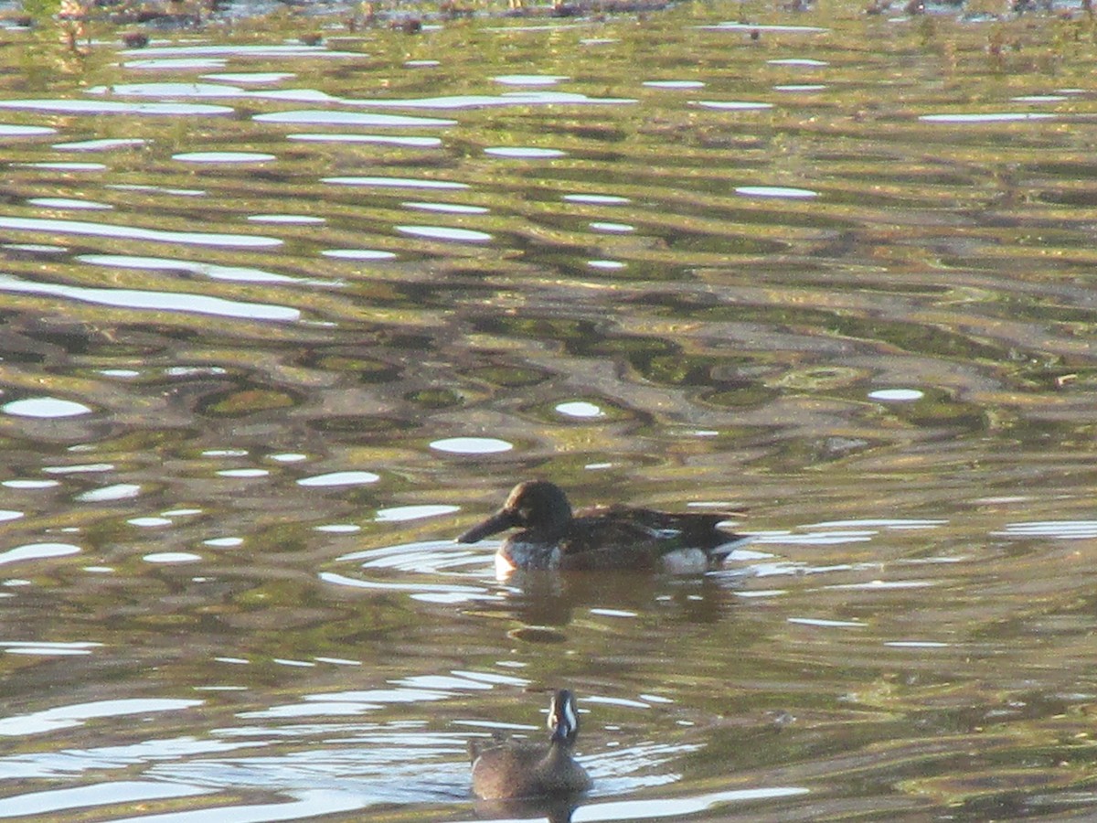 Blue-winged Teal - ML39337621