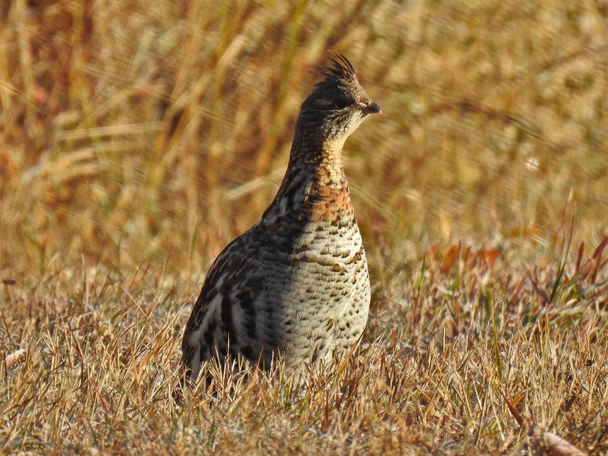 Gélinotte huppée - ML393377351