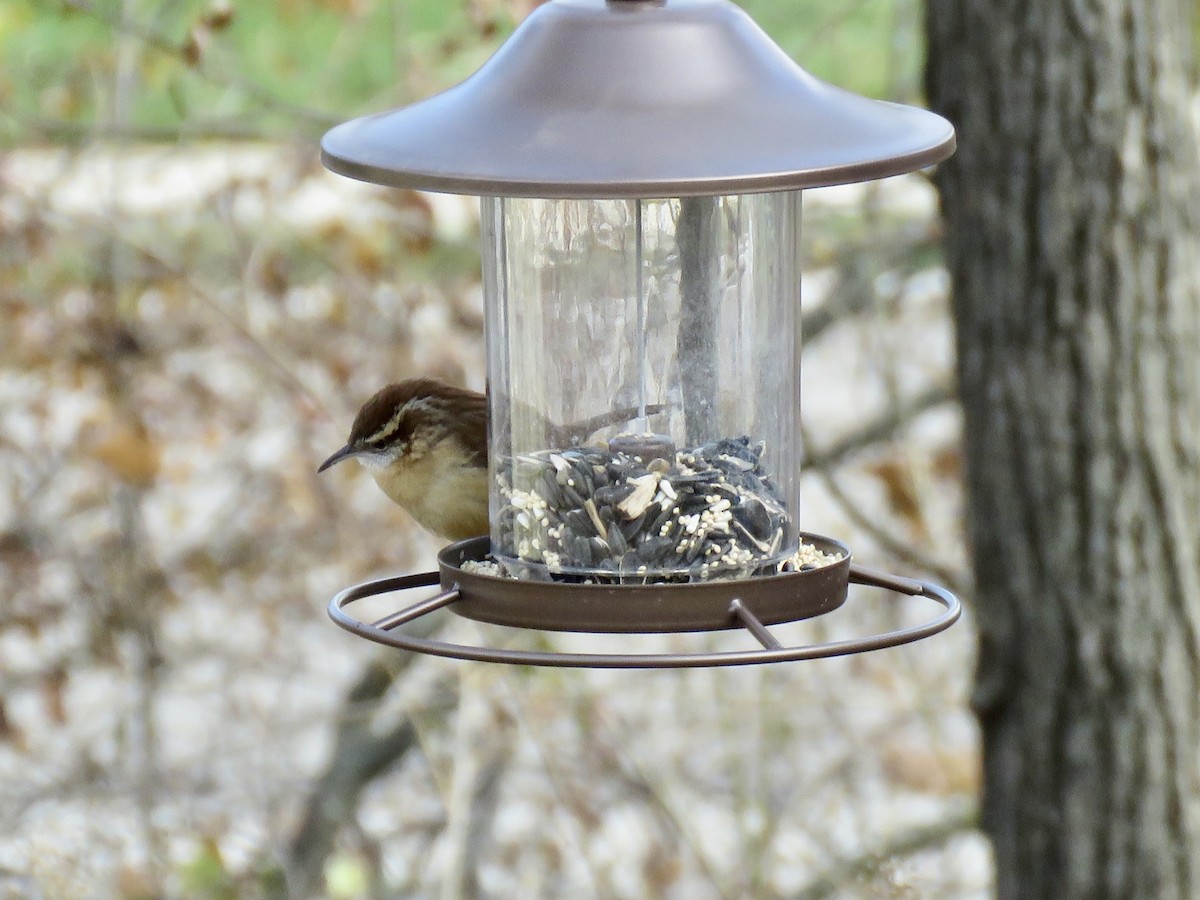 Carolina Wren - Linda Ireland