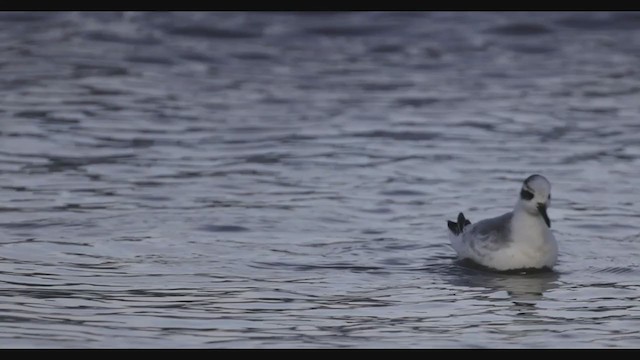 Red Phalarope - ML393378831