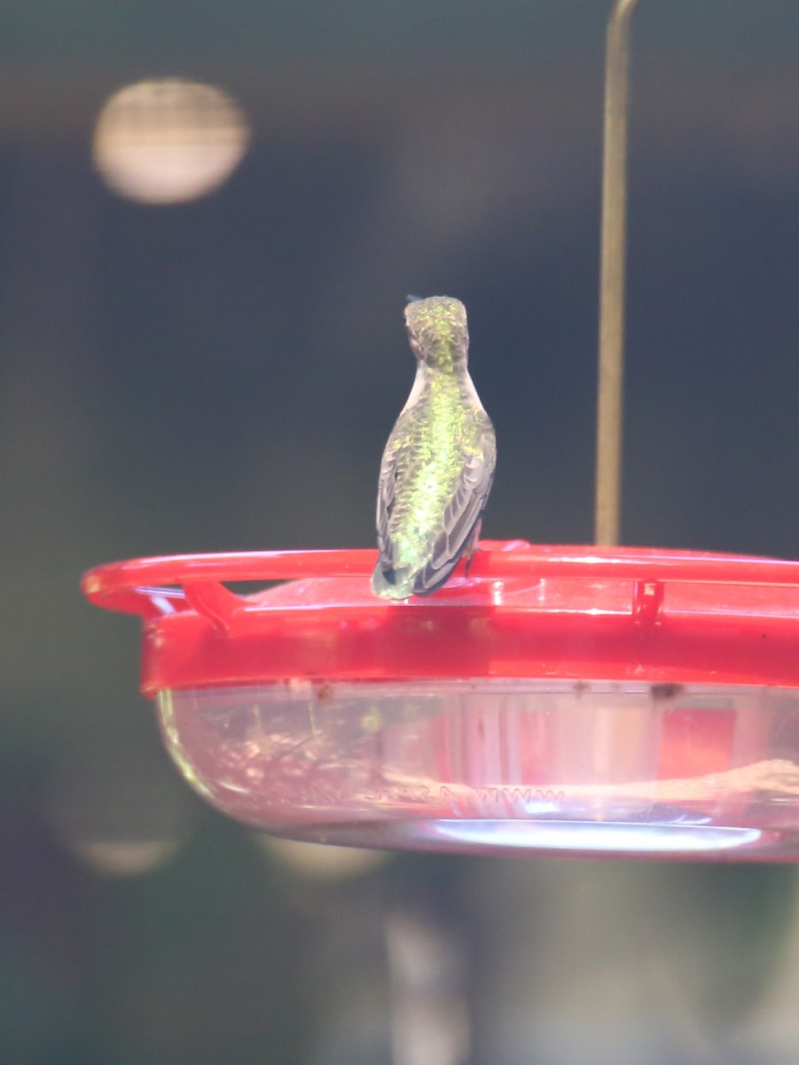 Black-chinned Hummingbird - Juan Aguayo