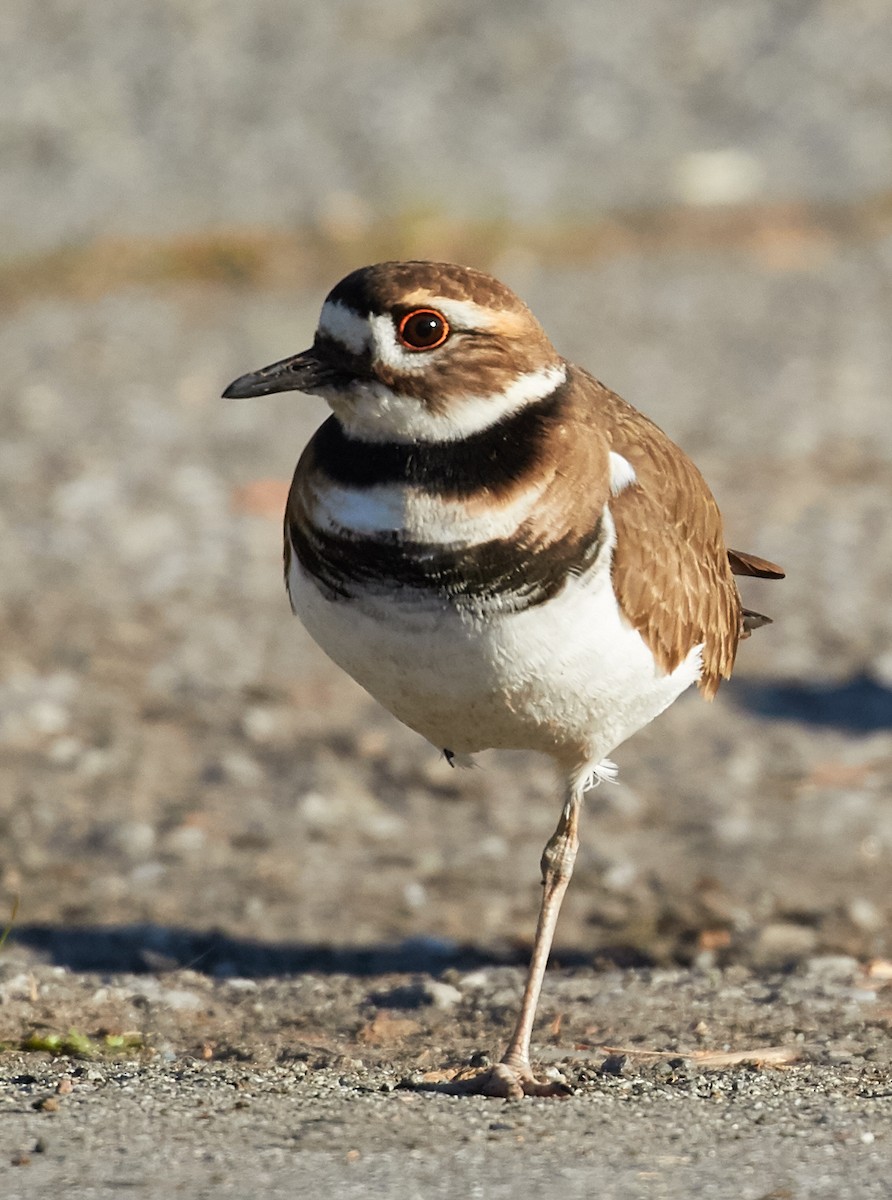 Killdeer - Brooke Miller