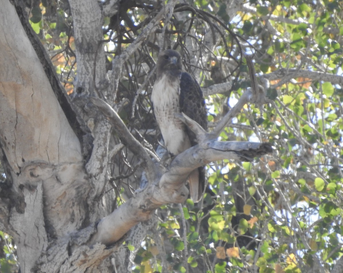 Red-tailed Hawk - ML393379861