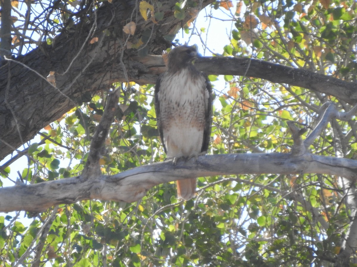 Red-tailed Hawk - Beth Whittam