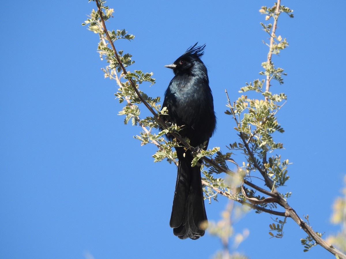 Phainopepla - Beth Whittam