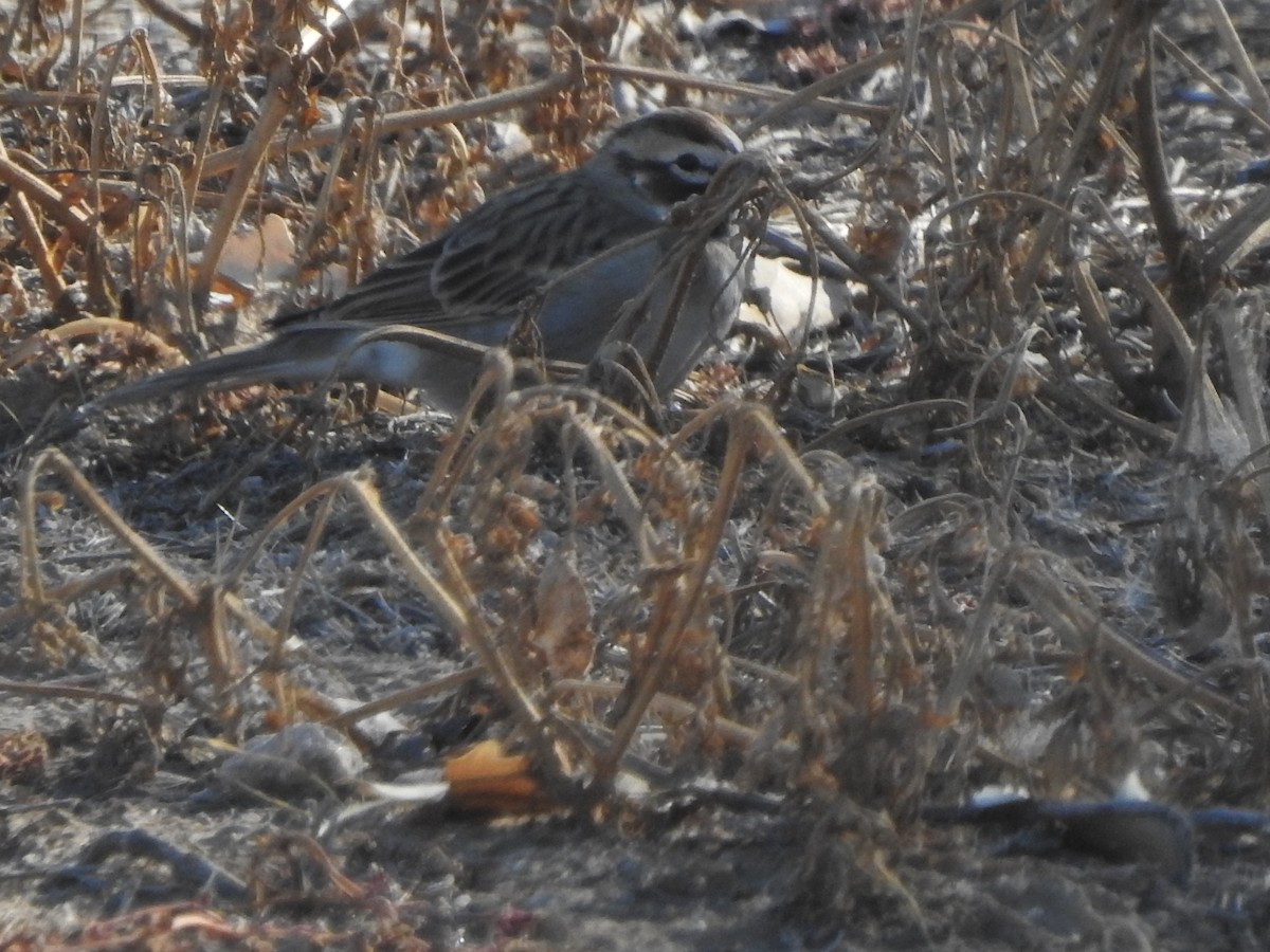 Bruant à joues marron - ML393380081