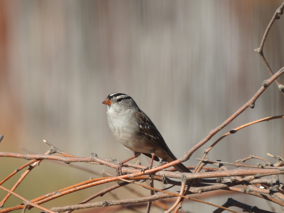 White-crowned Sparrow - Beth Whittam