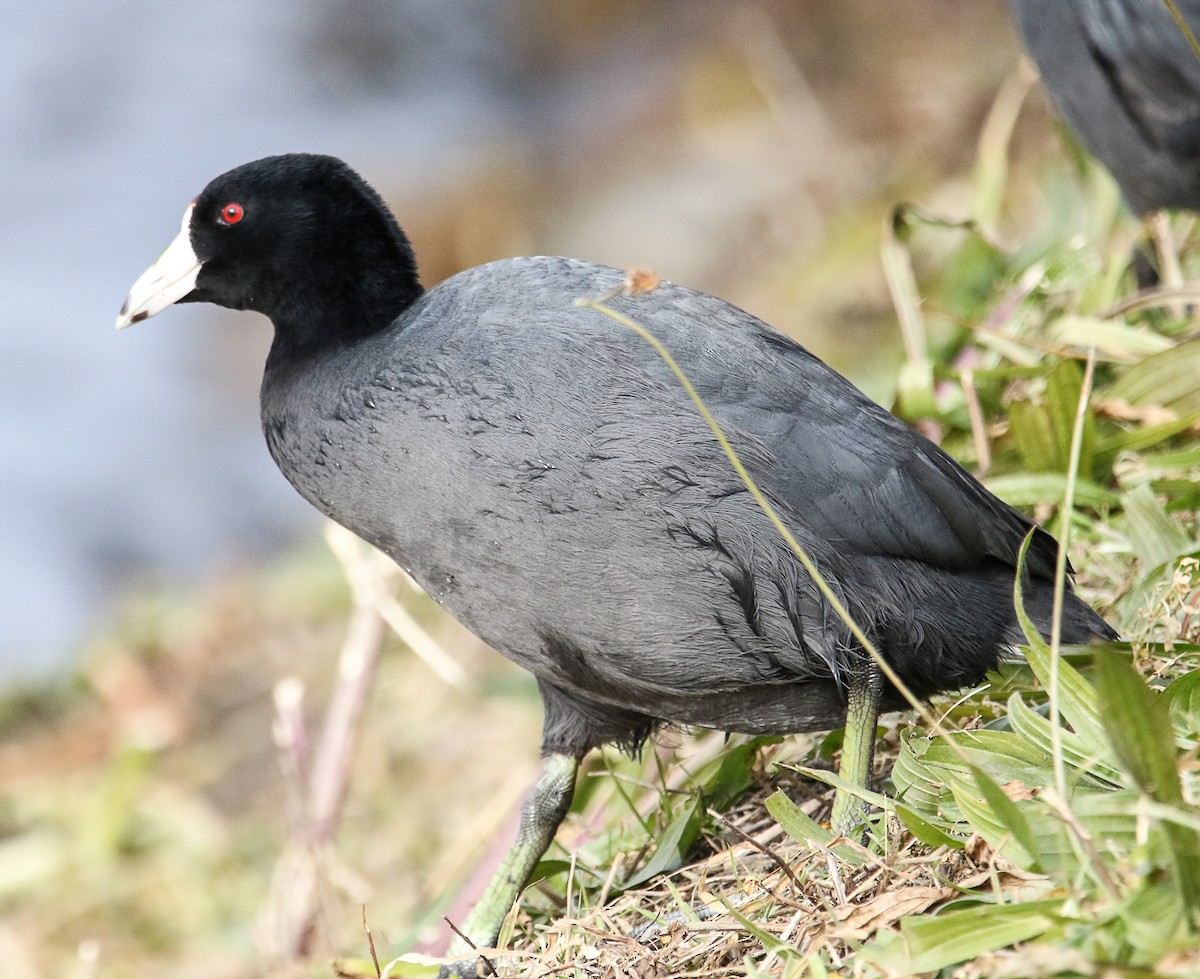 American Coot - Tom Younkin