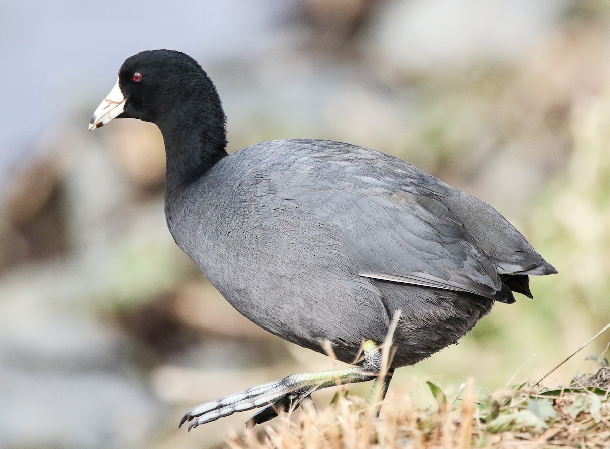 American Coot - Tom Younkin