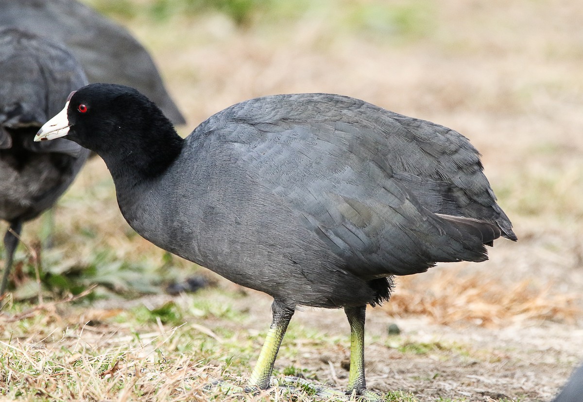 American Coot - Tom Younkin