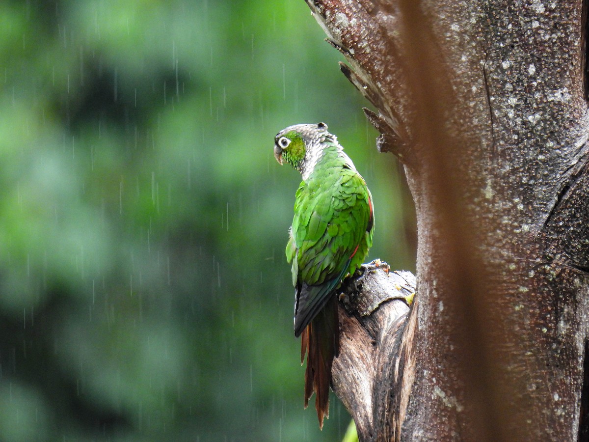 Maroon-tailed Parakeet - ML393382191