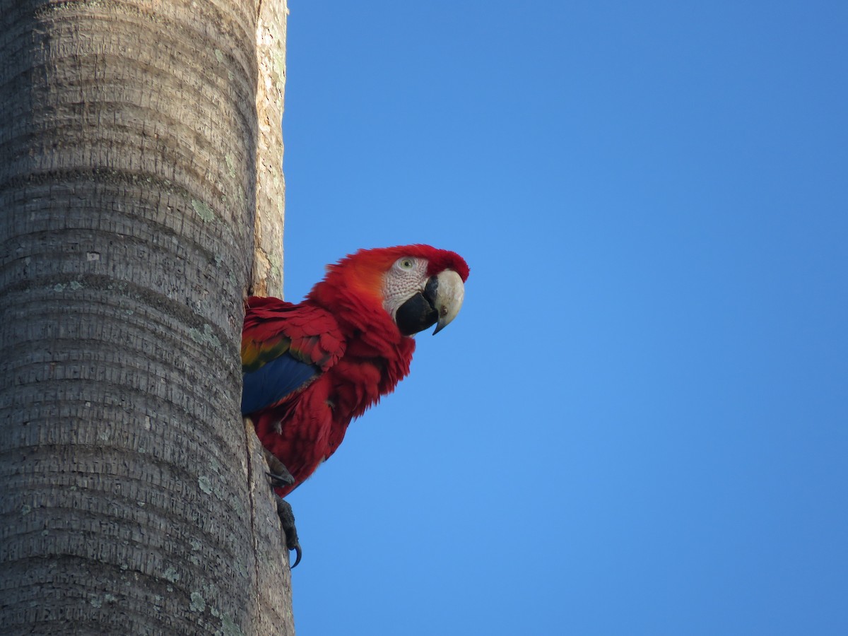 Scarlet Macaw - ML393382401