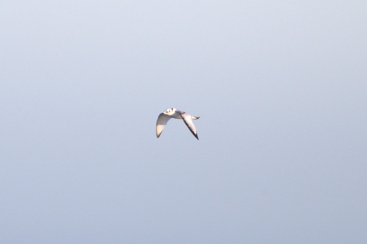 Mouette tridactyle - ML39338241