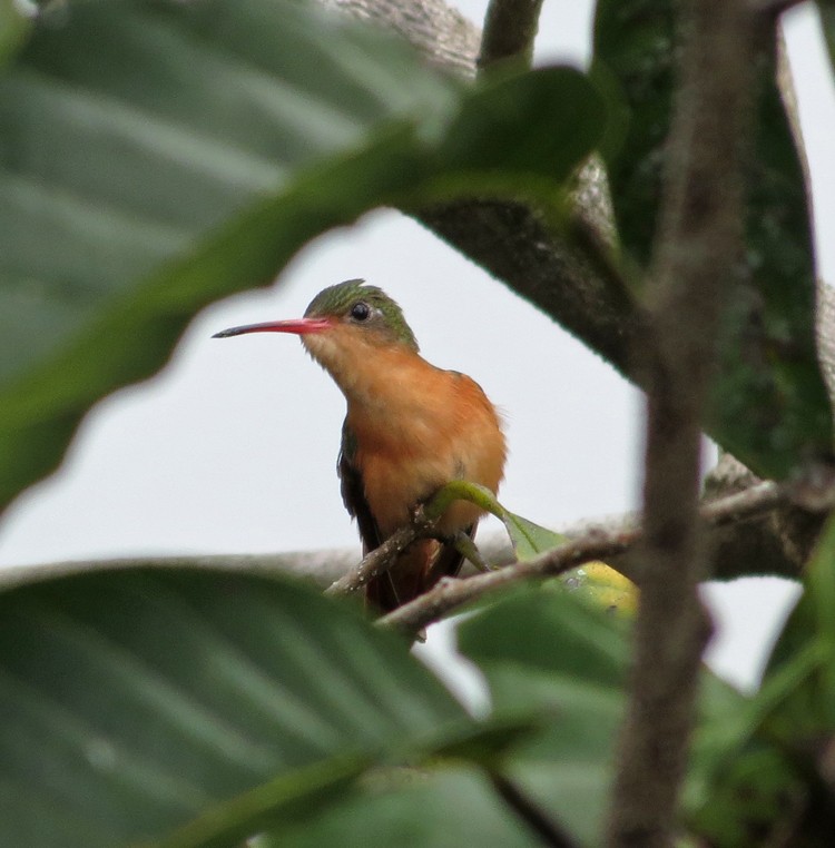 kolibřík ryšavý - ML39338271