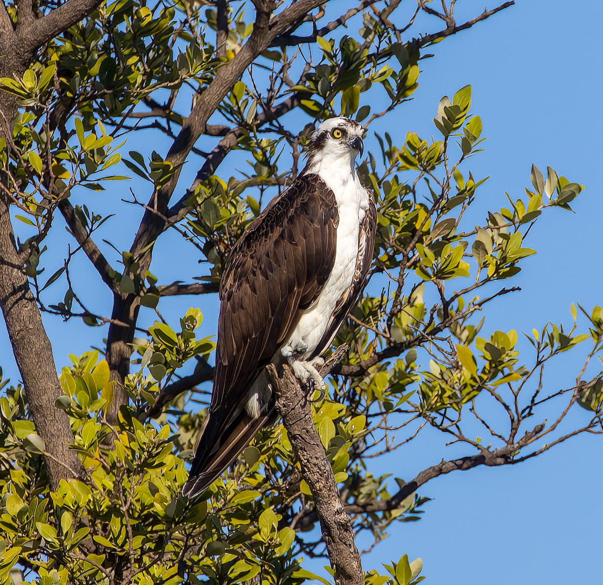 Osprey - ML393382981
