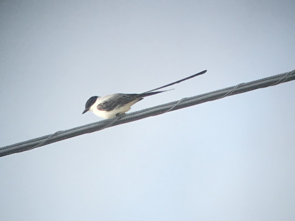 Fork-tailed Flycatcher - ML393384561