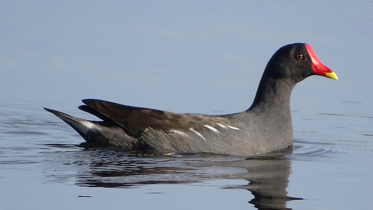 Eurasian Moorhen - ML393384821