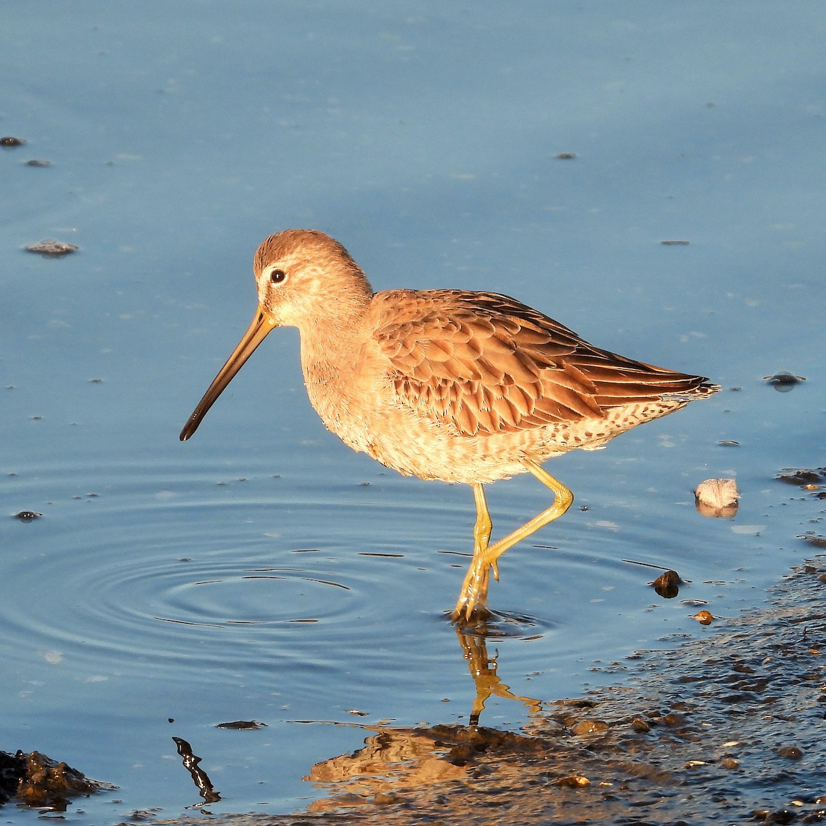 Long-billed Dowitcher - ML393384831