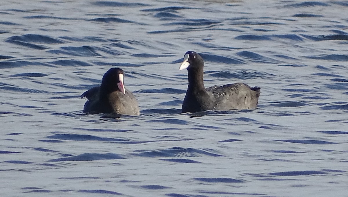 Eurasian Coot - ML393384881