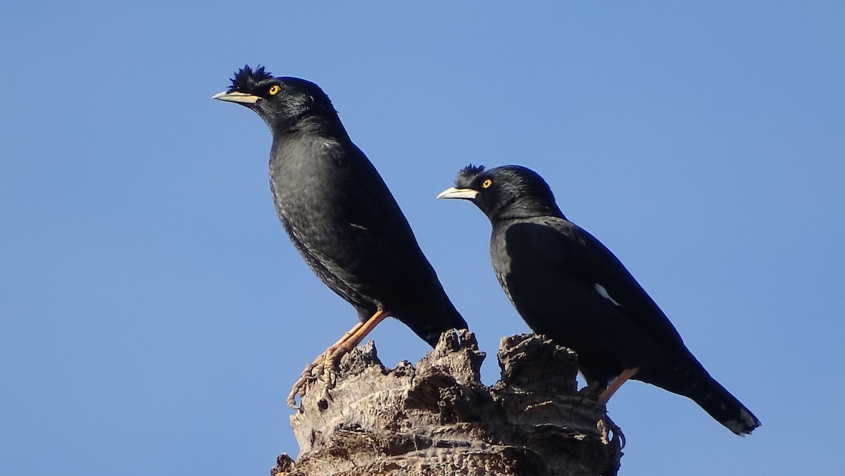 Crested Myna - ML393384931