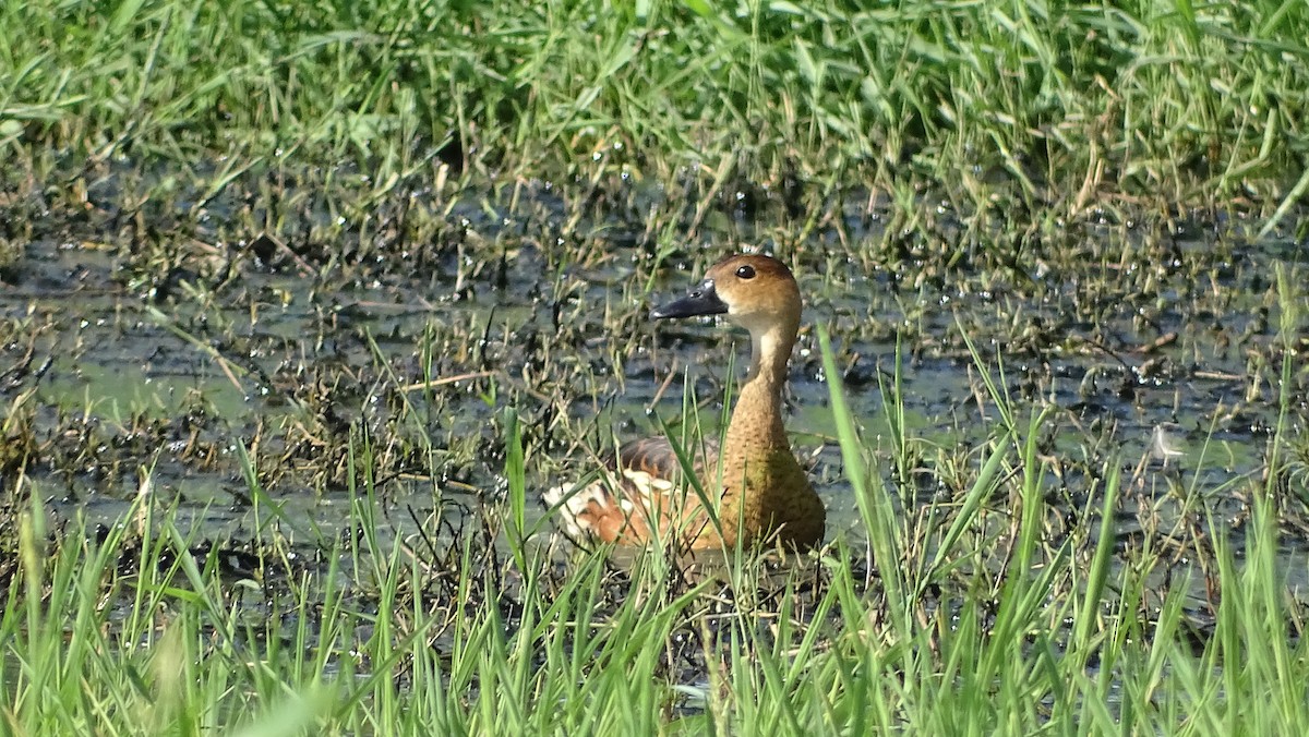 Wandering Whistling-Duck - ML393385391