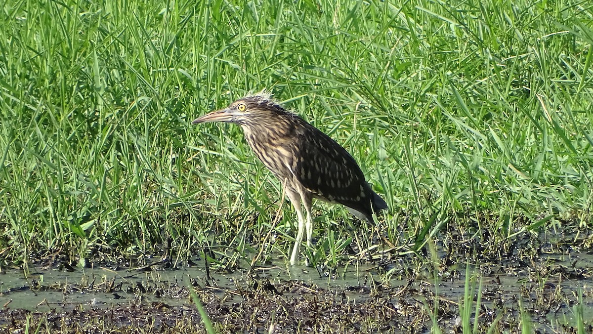 Black-crowned Night Heron - ML393385581
