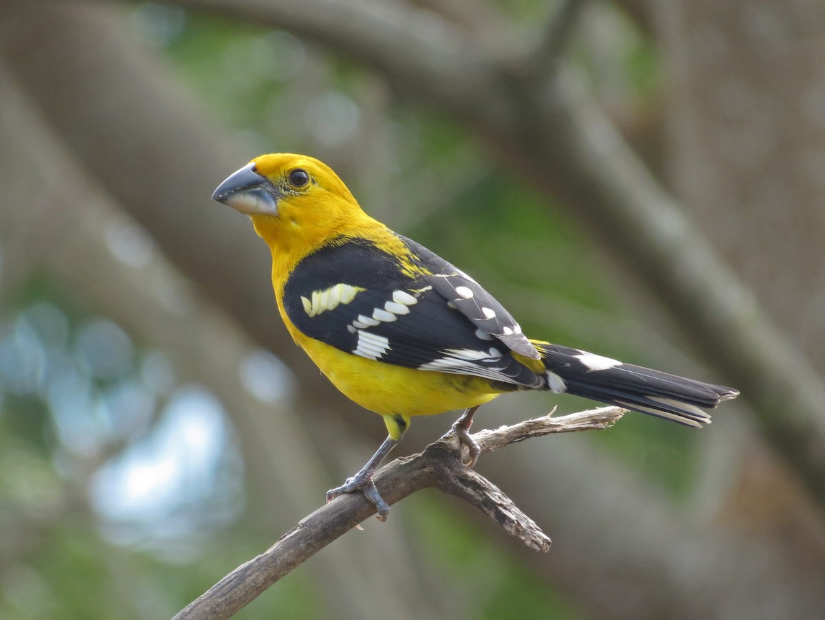 Yellow Grosbeak - Sandra Dennis