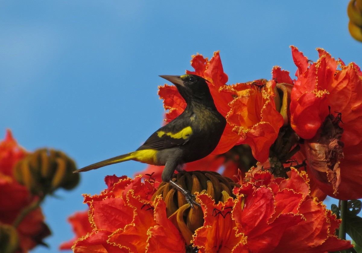 Yellow-winged Cacique - ML39338661