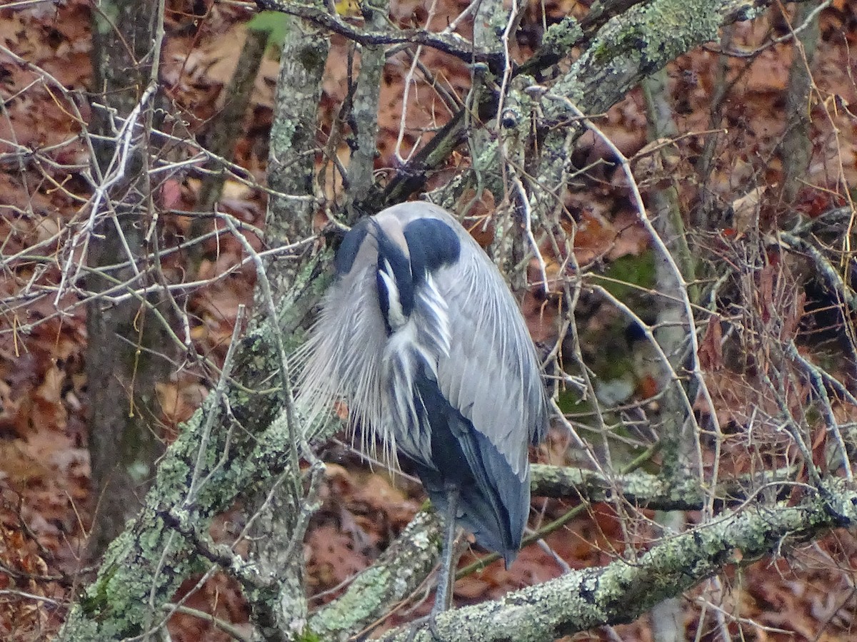 Great Blue Heron - ML393387091