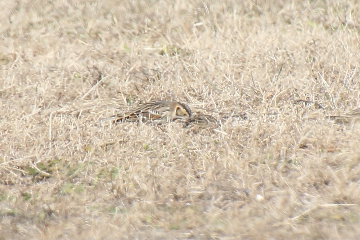 Lapland Longspur - ML393387761