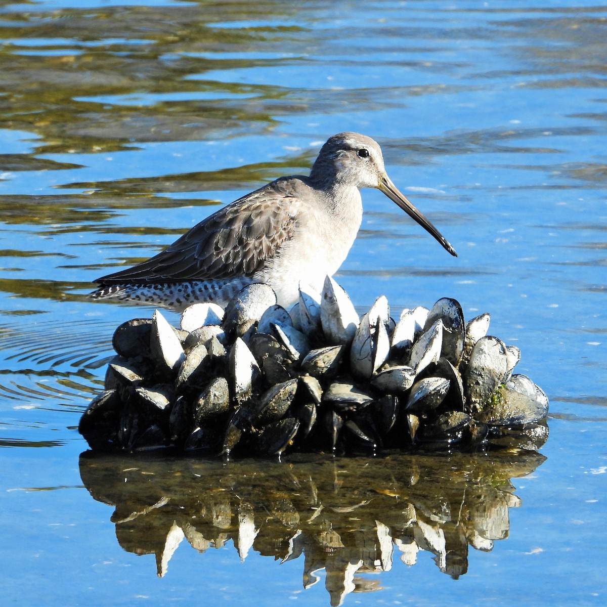 Long-billed Dowitcher - ML393388261