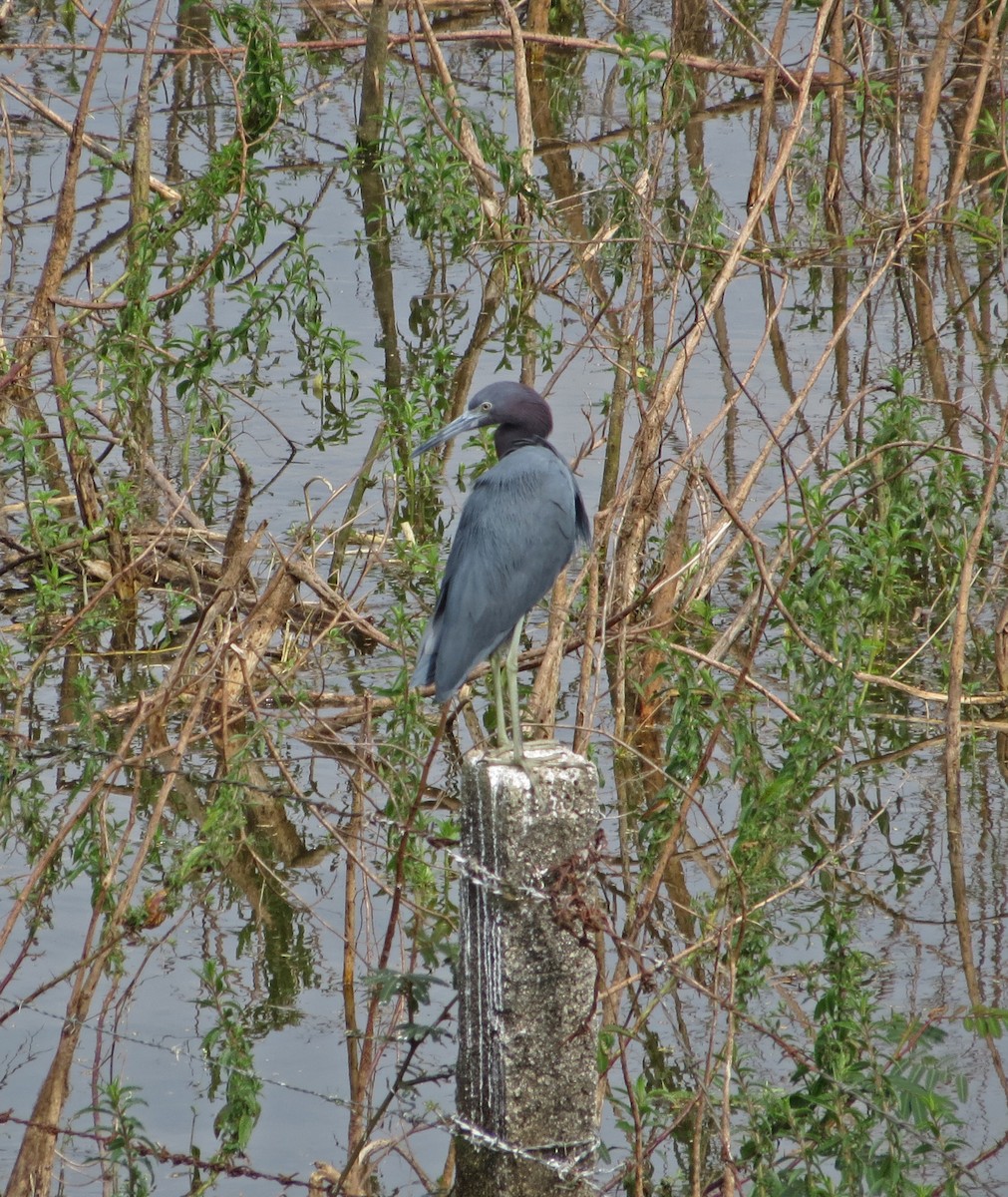 Little Blue Heron - ML39338871