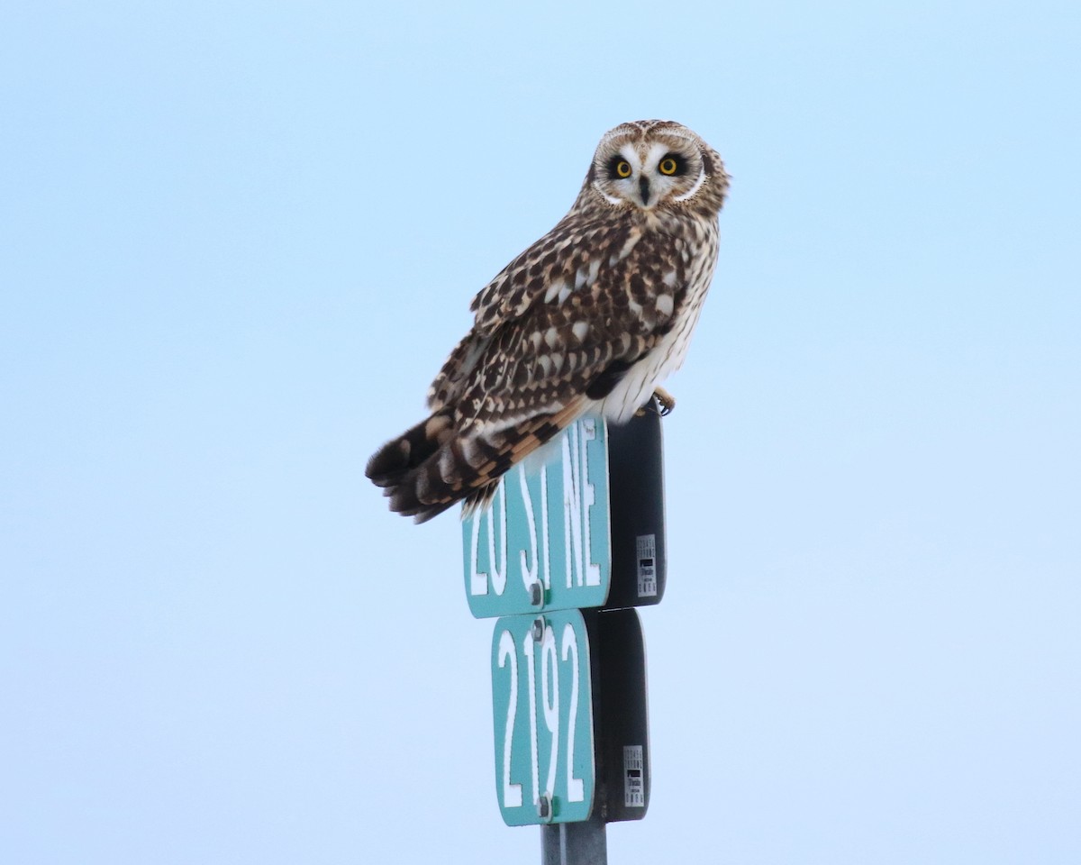 Short-eared Owl - David Lambeth