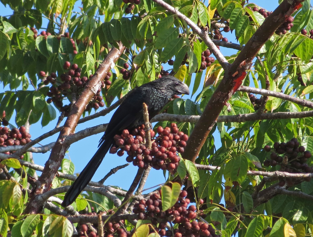 Groove-billed Ani - ML39339061