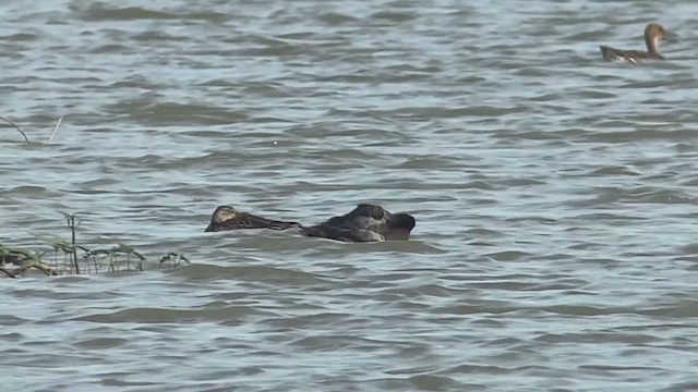 Greater Scaup - ML393390771