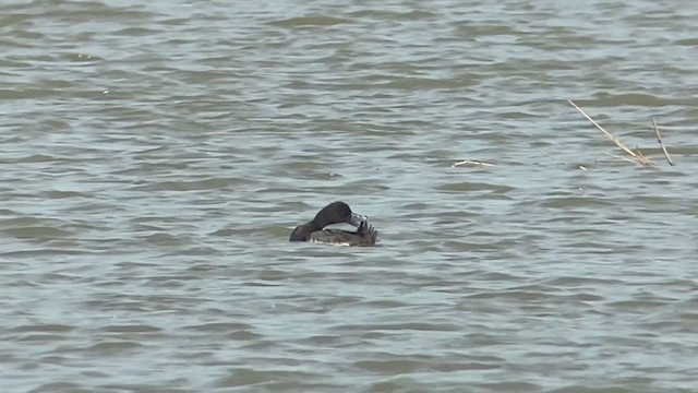 Greater Scaup - ML393390911