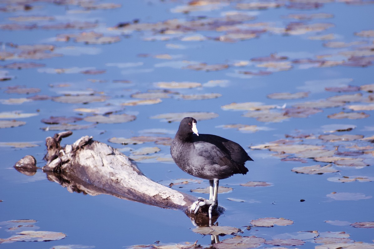 American Coot - Patrick Colbert Muetterties