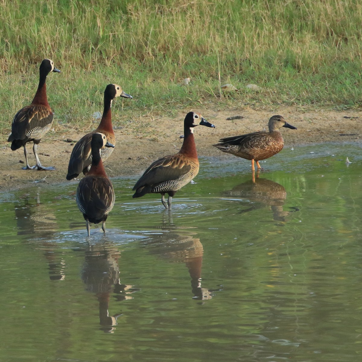 Cinnamon Teal - ML393399741