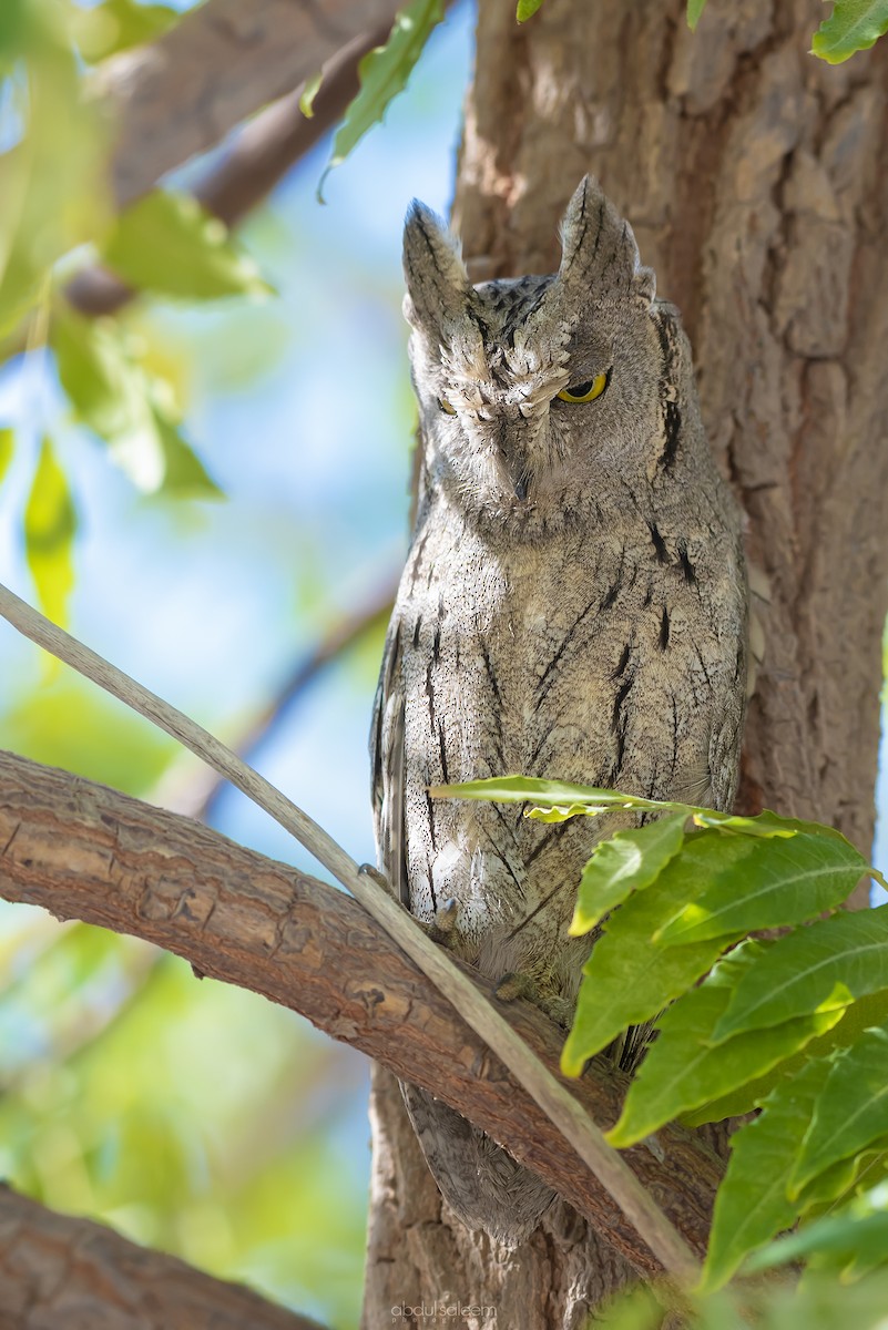 Pallid Scops-Owl - ML393400261