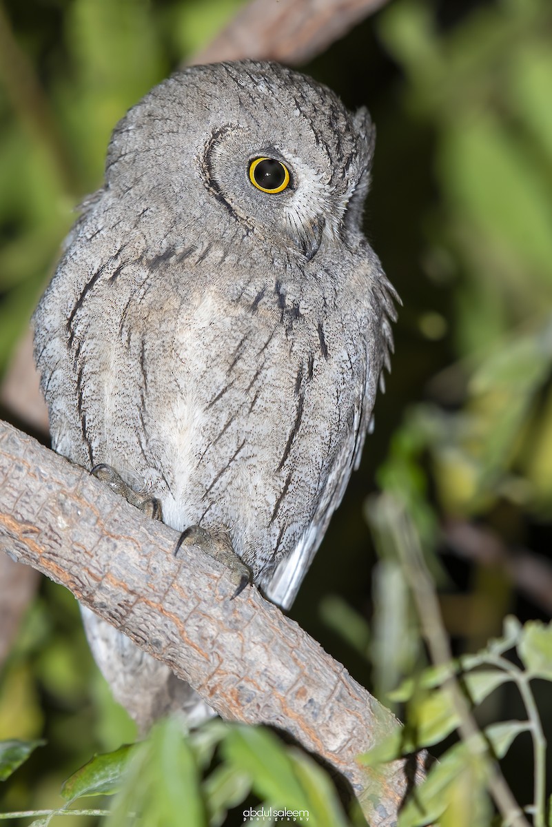 Pallid Scops-Owl - ML393400881