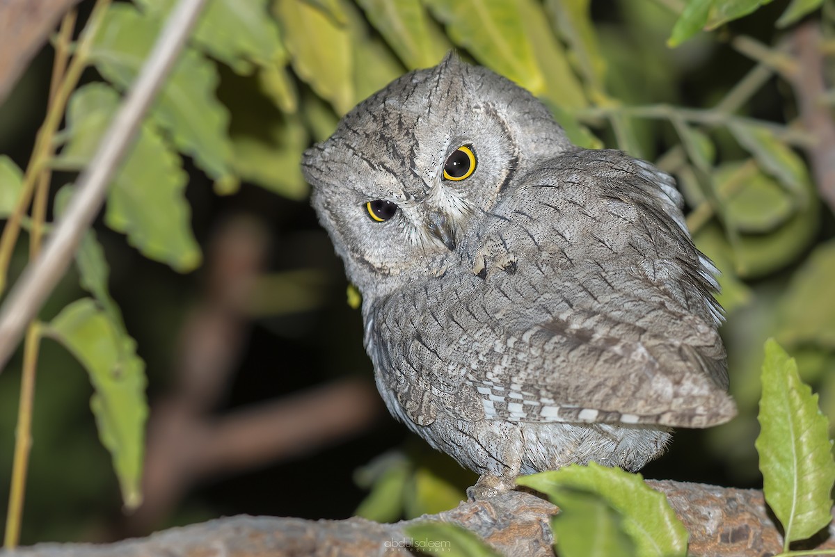 Pallid Scops-Owl - ML393400901