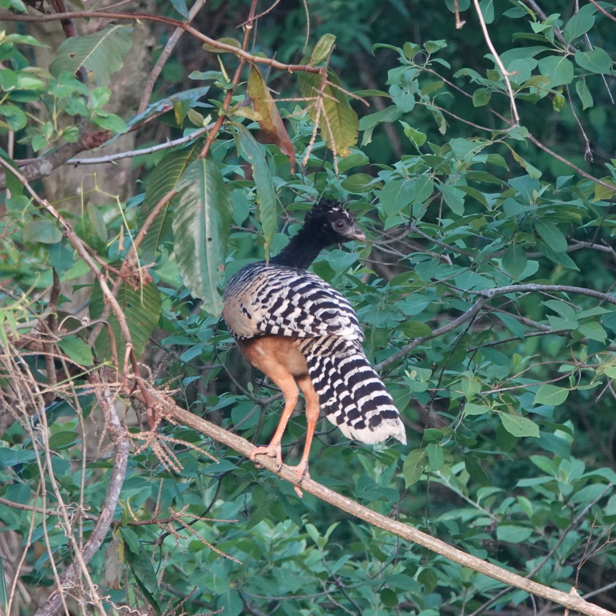 Bare-faced Curassow - Rose Ann Rowlett