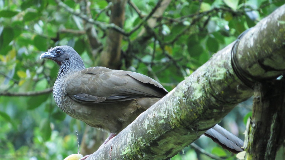 Colombian Chachalaca - ML393402091